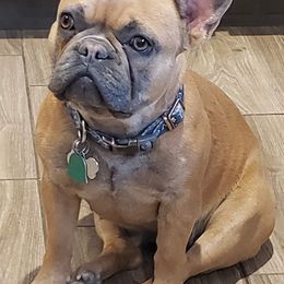 French Bulldogs from Oil Patch Frenchies