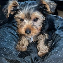 Yorkshire Terrier Puppies from YorkiStars