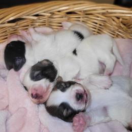 Boy 1 - White and black male Papillon puppy in Florida from Tammy's Papillon Playpen