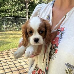 Cavalier King Charles Spaniel Puppies from Cane Creek Cavaliers