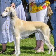 Demeter - Saluki