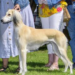 Demeter - Saluki