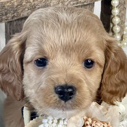 Girl 2 - Brown Cavapoo puppy in Spokane, Washington from Treasured Cavaliers of the Pacific Northwest