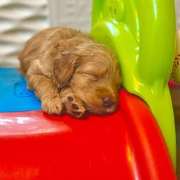 Goldendoodle Puppies from Lundee Doodles
