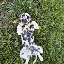 Ace - long coat - White and black male Dalmatian puppy in Sedalia, Missouri from Missouri Dalmatians