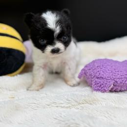 Quinn - Black and white female Chihuahua puppy in Lee Center, New York from Alfheim-Andromeda Chihuahua's (A &A's)