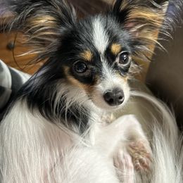 Leslie - Papillon