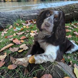 Dixie - English Springer Spaniel