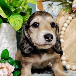 Koda - Cream male Dachshund puppy in Thomaston, Georgia from UGG Ranch