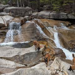Belgian Tervuren Puppies from Chocorua Working Belgians