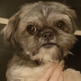 Wednesday - Shih Tzu
