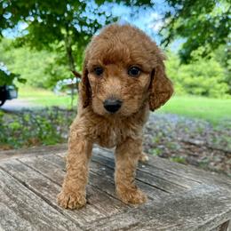 Paul - Red  male Goldendoodle puppy in Heath, Texas from Doodles Divine