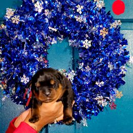 Boy 4 - Black and mahogany male Rottweiler puppy in Seale, Alabama from A & Y Guardian Rottweiler
