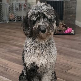 Otis - Goldendoodle