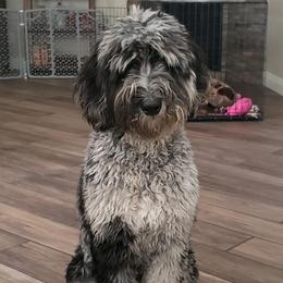 Otis - Goldendoodle