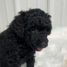 Aqua - Sale Pending - Black female Poodle puppy in Hamilton, Ohio from Grandview Farm