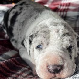 Breck - Merlequin male Great Dane puppy in Littleton, Colorado from Denver Danes