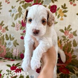 Cilantro - Parti male Goldendoodle puppy in Aubrey, Texas from The Parrish Doods