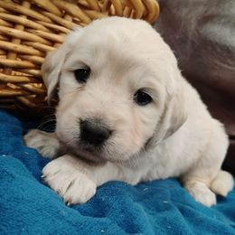 Harvest - Light golden male Golden Retriever puppy in Colville, Washington from Rosehaven Homestead