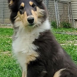 Collies from Headline Collies