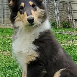 Collies from Headline Collies