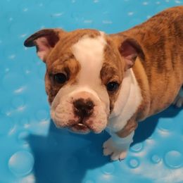 Girl 3 - Bulldog puppy in Cunningham, Tennessee from Lyrics Bulldogs Kennel