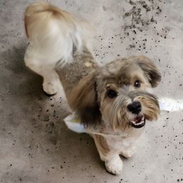 Mojo - Havanese