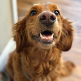 Winnie - Golden Retriever