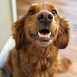 Winnie - Golden Retriever