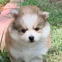 Skor's sable girl - Tri-color female Pomsky puppy in Enid, Oklahoma from Mile Hi Pomskies