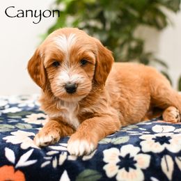 Canyon - Red  male Goldendoodle puppy in Tucson, Arizona from Sun Valley Goldendoodles