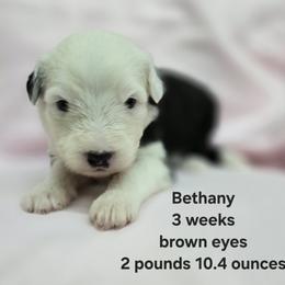 Bethany - Gray and white female Old English Sheepdog puppy in Sutherlin, Oregon from Sapphire Eyes Sheepdogs