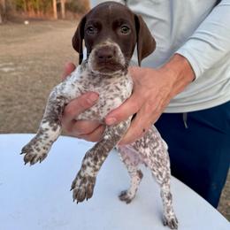 Heidi - Liver roan female German Shorthaired Pointer puppy in Glennville, Georgia from Andre Family Farms & Kennels