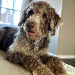Josie - Labradoodle