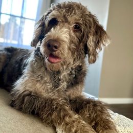 Josie - Labradoodle