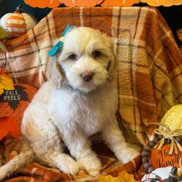 Maple - Aqua collar - Caramel cream female Australian Labradoodle puppy in Caldwell, Idaho from Leila Pearson