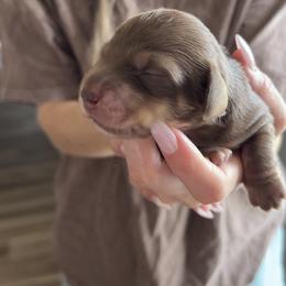 Dachshund Puppies from Lone Star Dachshunds