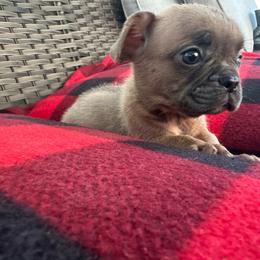 Tiny Fawn Male - Fawn male French Bulldog puppy in Vineland, New Jersey from Corgis at the Jersey Shore/Frenchie Connection