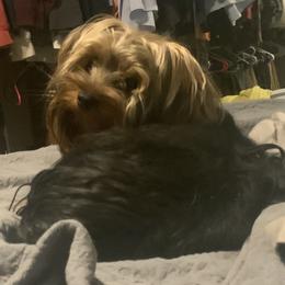 Max - Yorkshire Terrier