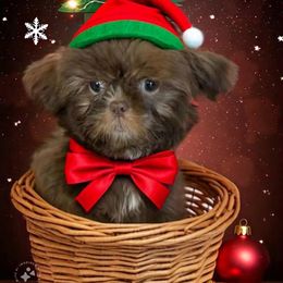 Harlie - Shih Tzu puppy from Bows and Bot Ties
