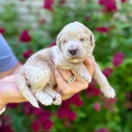 Roman Candle - Yellow and white male Bernedoodle puppy in Midland, Michigan from Northern Charm Farm