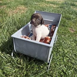 Anna Belle-Pink - Liver and white female German Shorthaired Pointer puppy in Union Hall, Virginia from Rustic Creek Farms