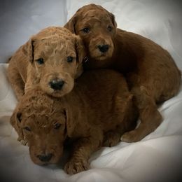 Poodle Puppies from Prissy Pants Poodles LLC