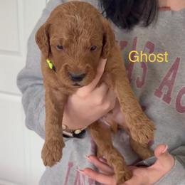 Ghost - Red  male Goldendoodle puppy in Richmond, Texas from Harper’s Heartbeats