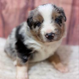 Valor - Blue Collar - Blue merle male Australian Shepherd puppy in San Marcos, California from Faith Family Freedom Farm