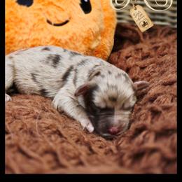 Major - Price 3500 - Brown merle male Aussiedoodle puppy in Ennis, Texas from God’s Little Aussies