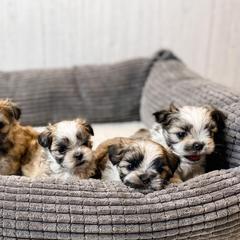 Mal-Shis and Maltese from Petite Pawz