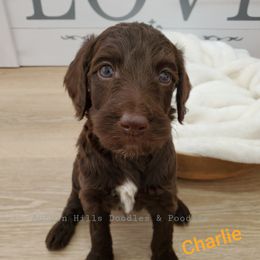 Goldendoodle Puppies from Auburn Hills Doodles & Poodles