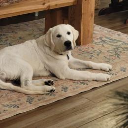Sam - Light golden male Golden Retriever puppy in Hamilton, Ohio from Indy's God Given Goldens