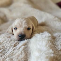 Green collar - Cream male Dachshund puppy in Pasco, Washington from Loyal Lil Dachshunds